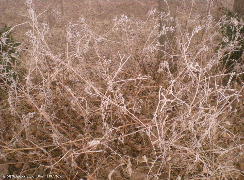 霜降下的枯草图片