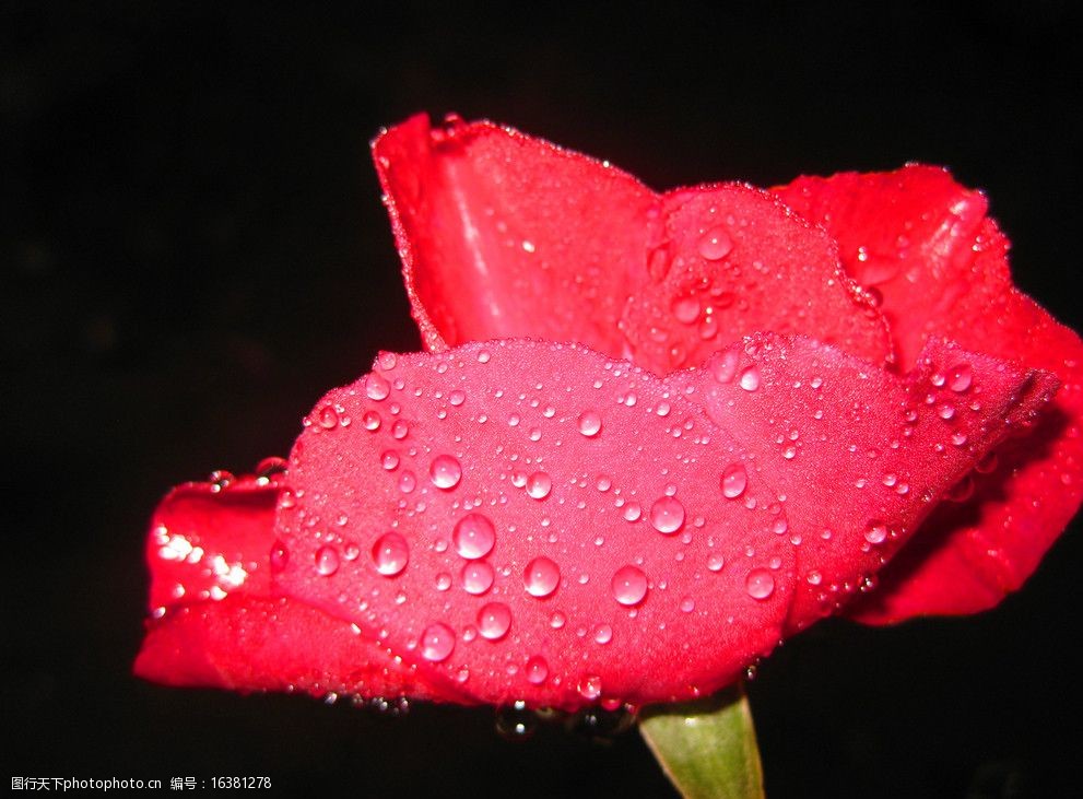 带雨滴的月季花图片