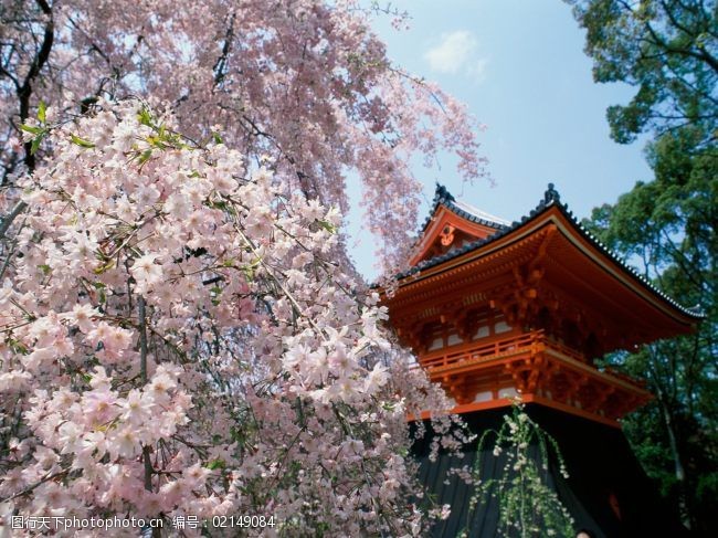 日本樱花寺庙高清图片