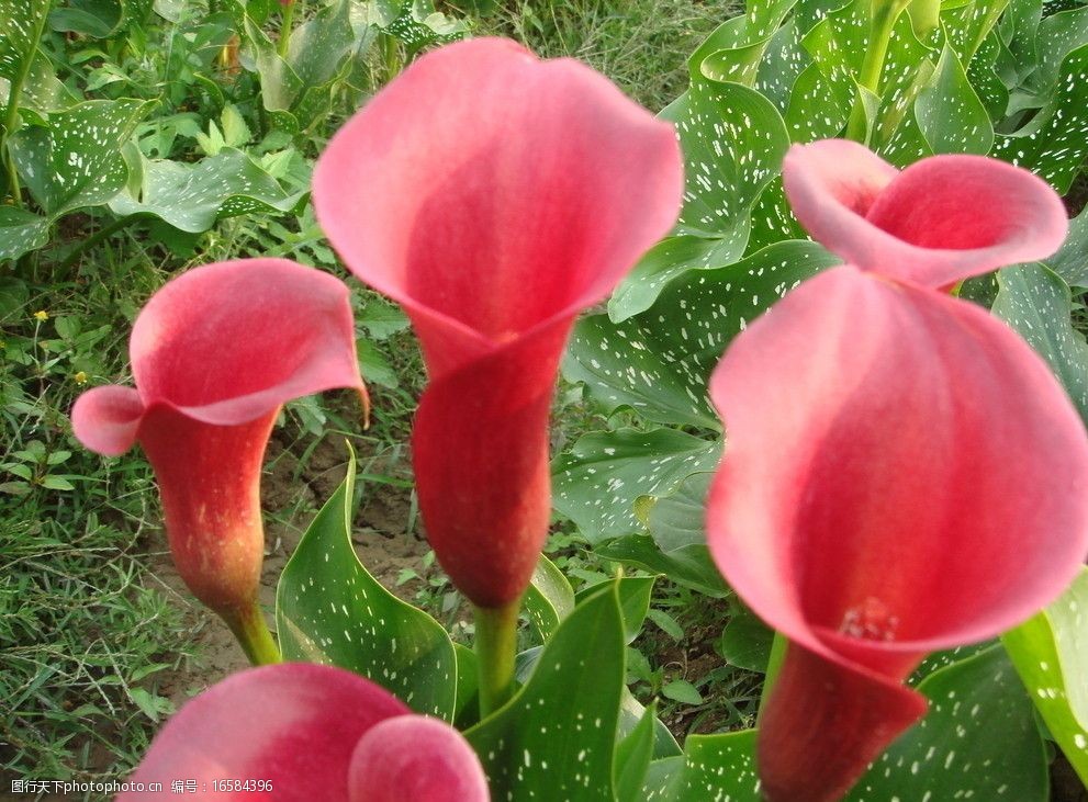 关键词:彩色马蹄莲 马蹄莲 红色花朵 红色 鲜艳 花草 生物世界 摄影