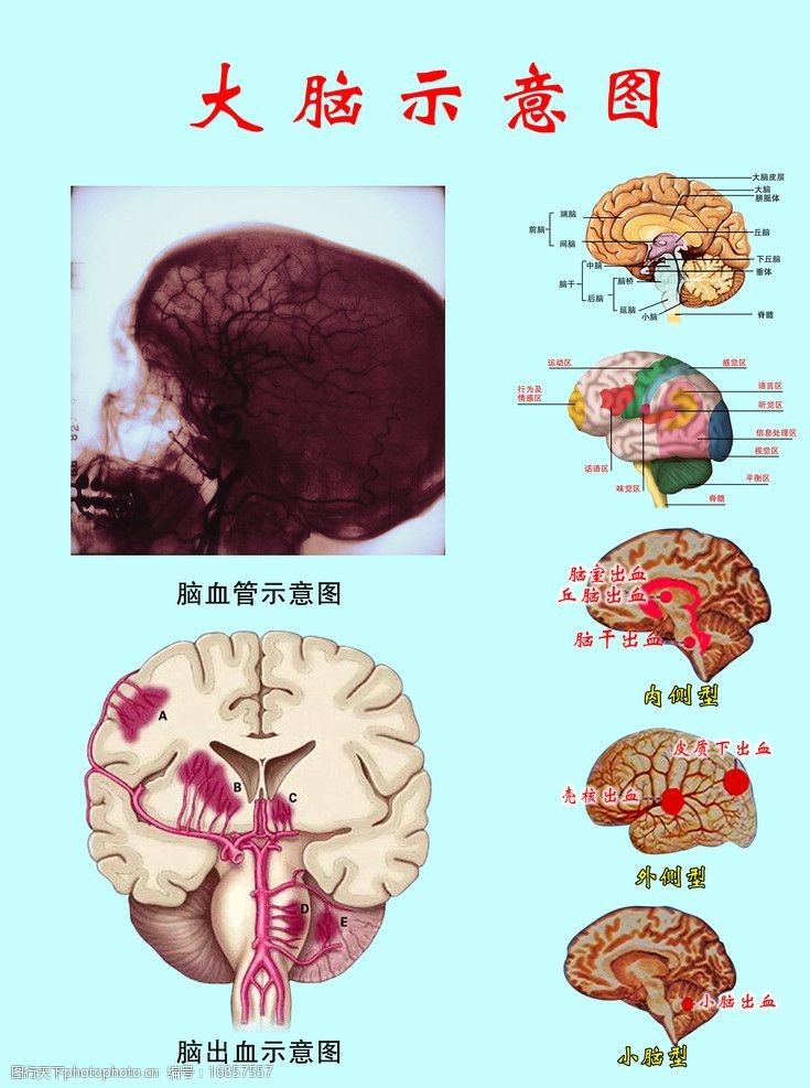 大脑示意图图片