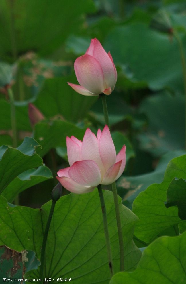 池塘荷花美景图片