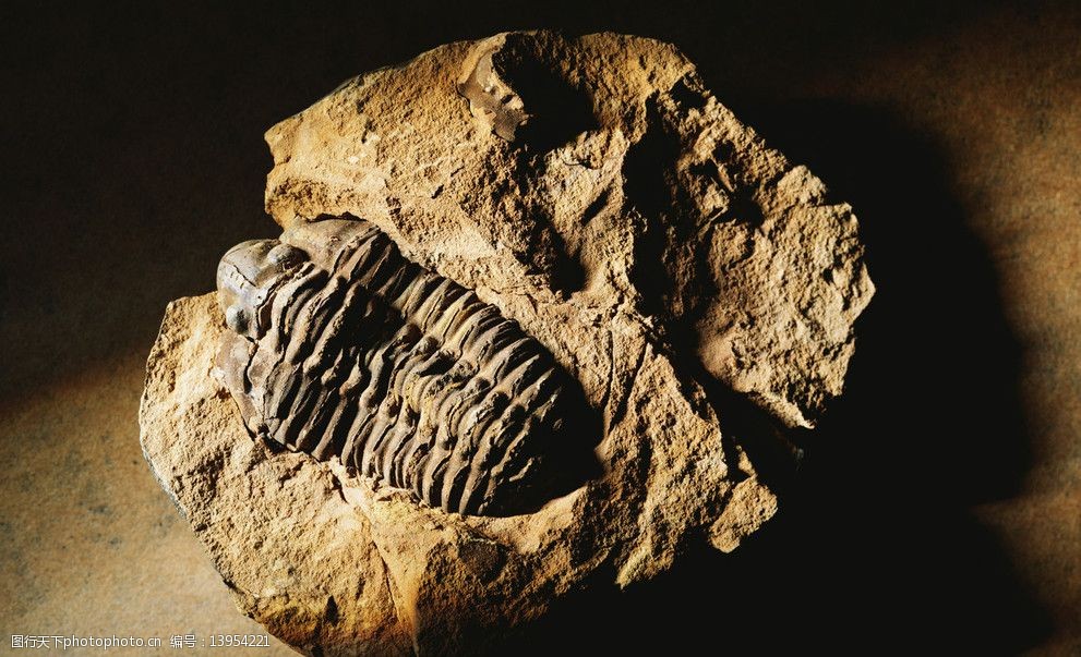 关键词:生物化石 化石 远古 标本 野生动物 生物世界 摄影 300dpi jpg