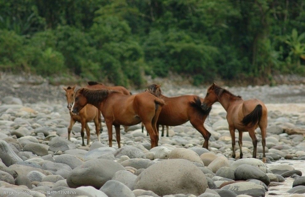 鹅卵石中的马图片