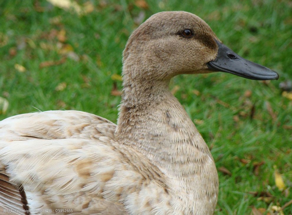 关键词:大白鹅 鹅 可爱 毛绒绒 野外 鹅的特写 绿草 摄影 家禽家畜