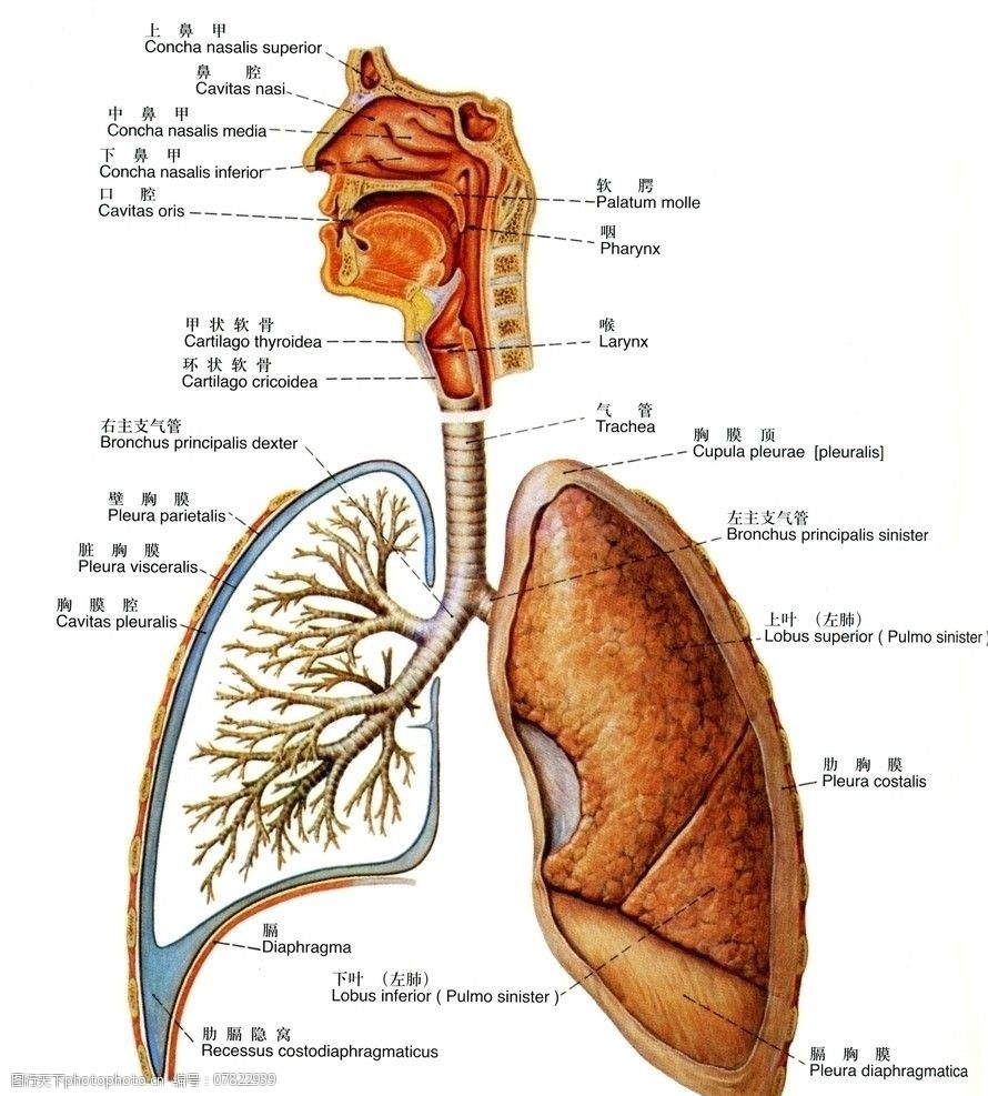 呼吸系统简易图图片