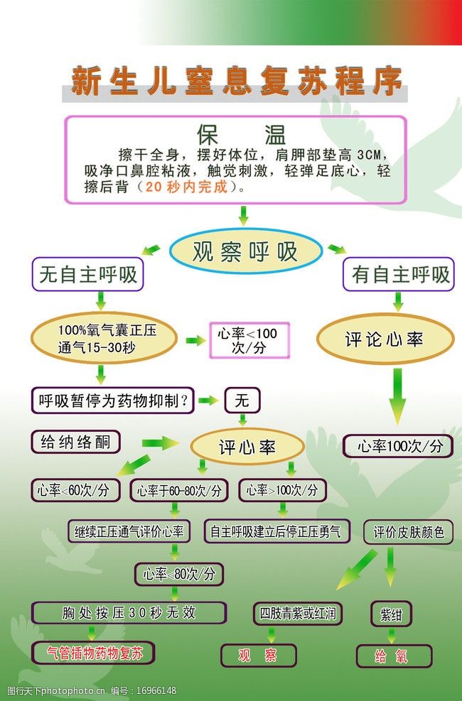 新生儿窒息复苏程序图片