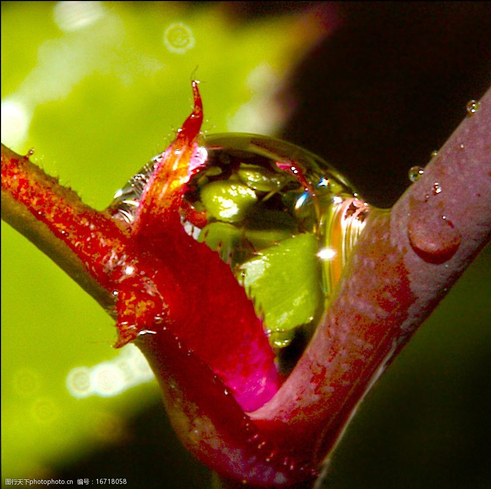 折射玫瑰花瓣图片