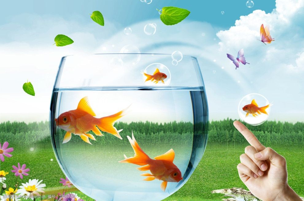 鱼儿自由的游泳图片