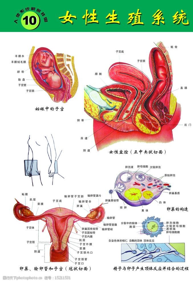 女性生殖内部结构构成图片