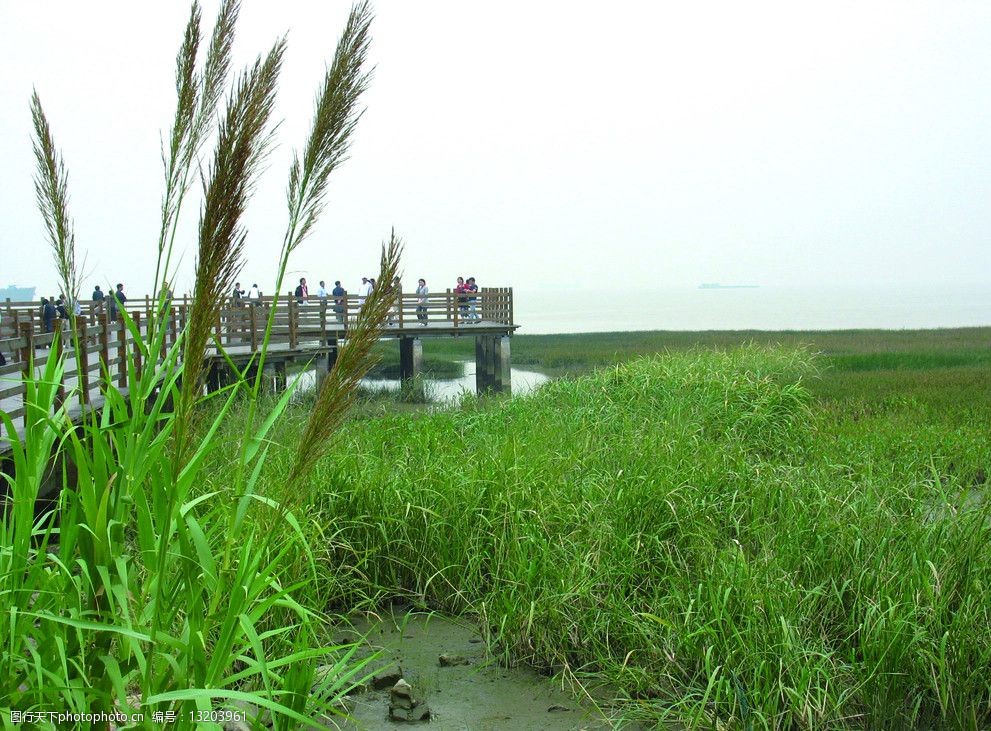 炮台湾公园 江边景 上海炮台湾湿地森林公园 自然风景 自然景观 摄影