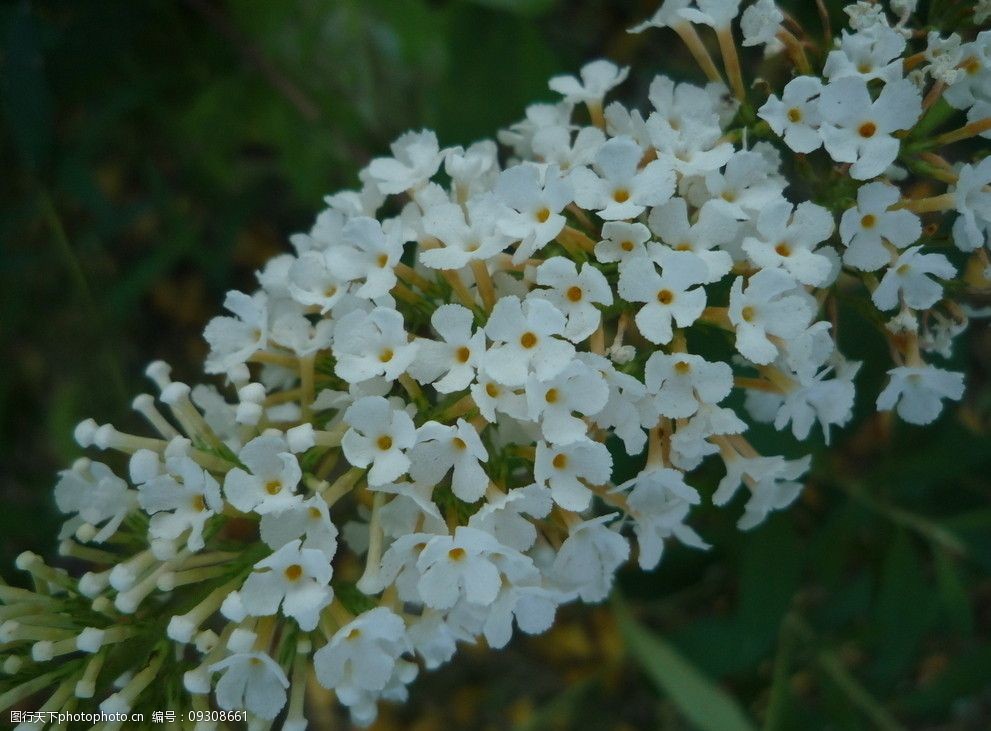 白色小花图片