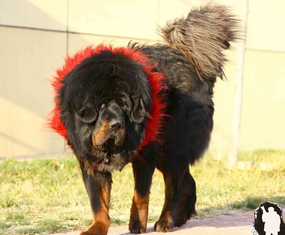 名品藏獒摄影作品展示图片