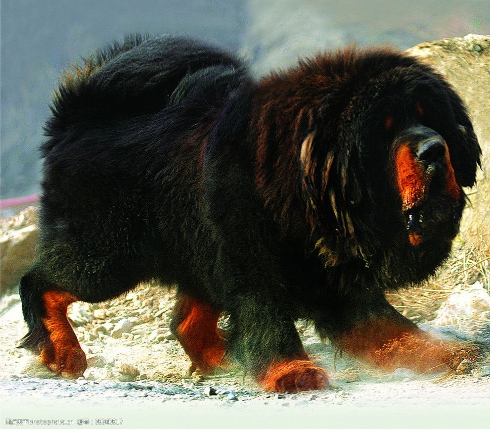 名品藏獒摄影作品展示图片