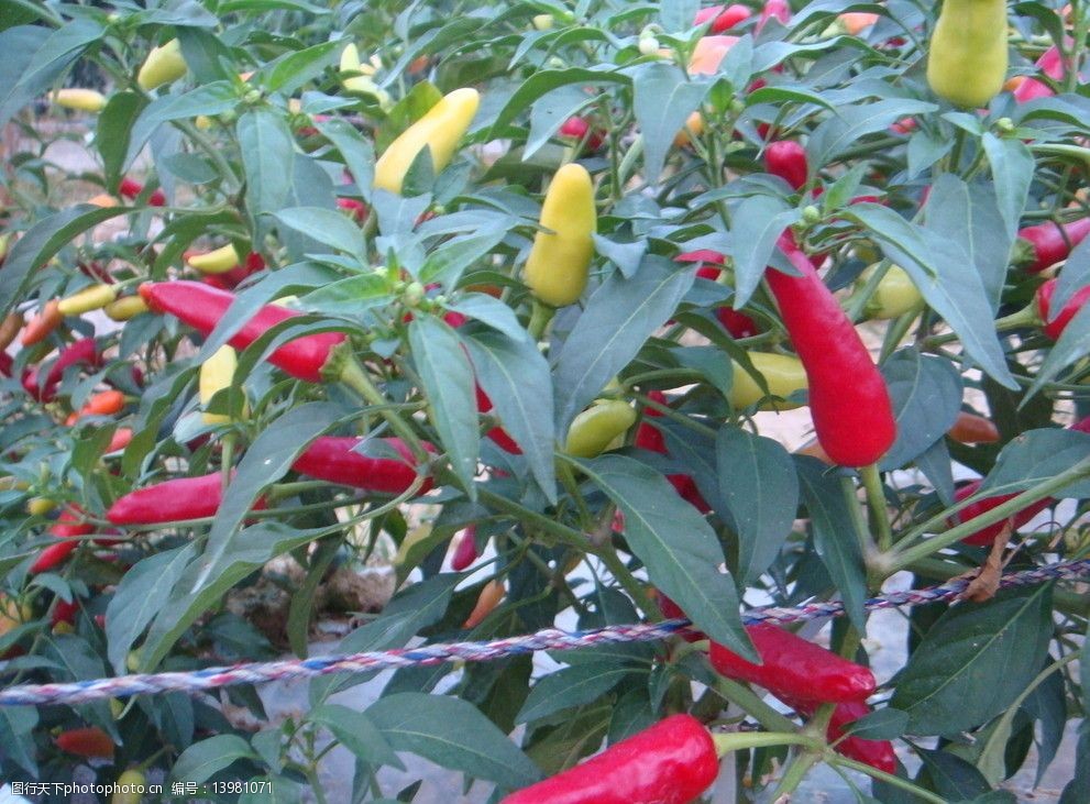 朝天椒辣椒红色辣椒图片