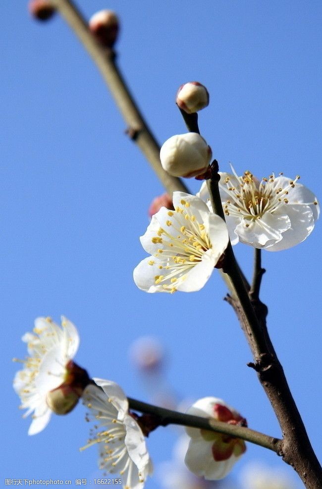 藍天下的梅花圖片