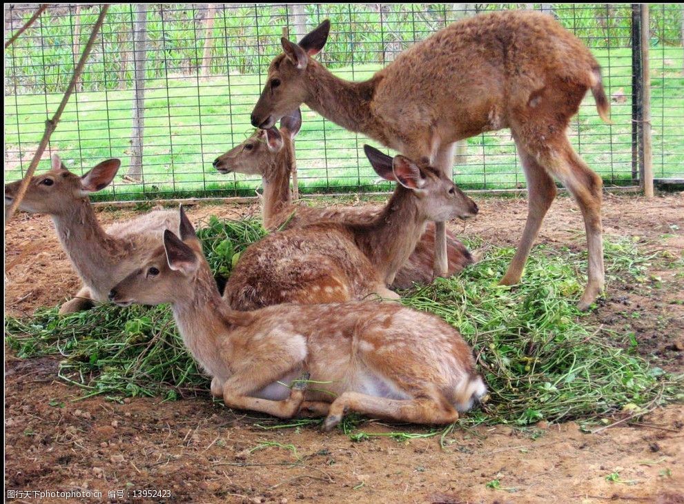 关键词:长颈鹿 鹿 梅花鹿 动物世界 动物大全 野生动物 生物世界 摄影