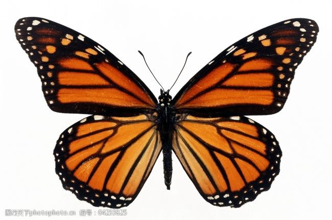 蝴蝶蝴蝶飞蝴蝶兰蝴蝶图片