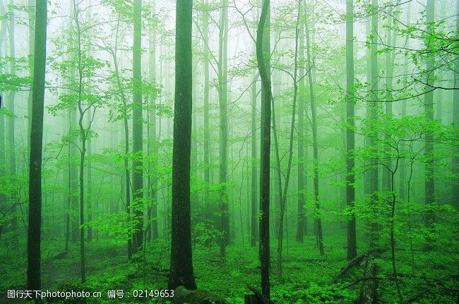 關鍵詞:叢林之美免費下載 大自然 自然風景 叢林之美 圖片素材 風景