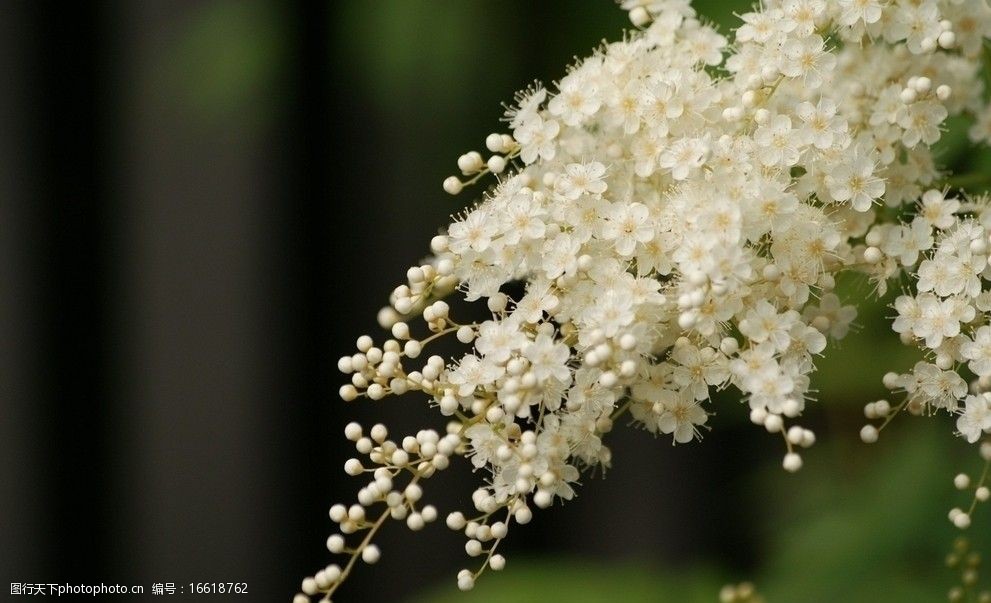 朦胧绿影森林里的白色花球图片