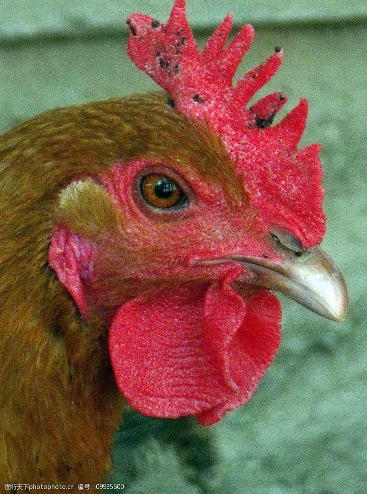 关键词:家禽家畜 公鸡 家禽 红色鸡冠 鸡头 动物 生物世界 镜头特写
