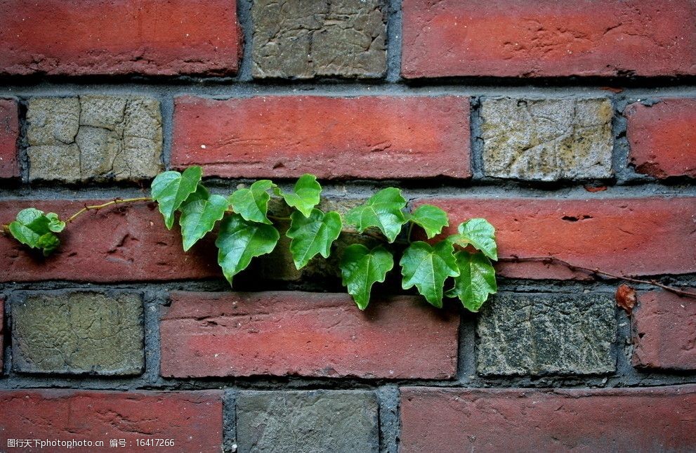 墙上的爬壁虎藤图片