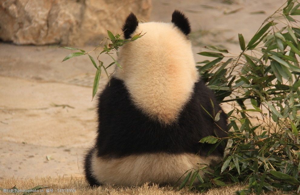 背对着的啃竹子的熊猫图片