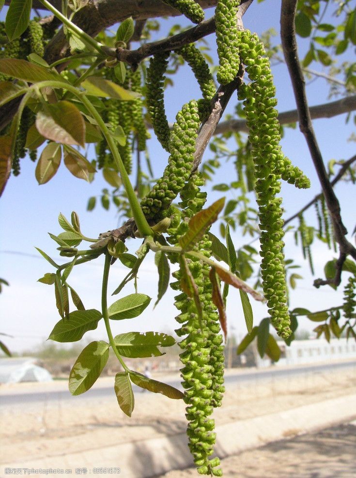 核桃的花是什么样子图片