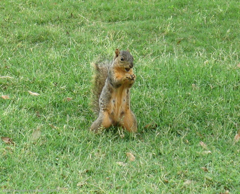 小松鼠和它的大尾巴图片