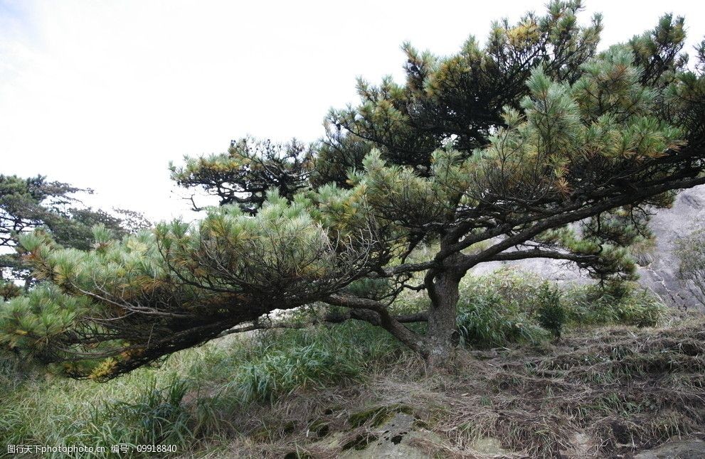松树种类名称图片