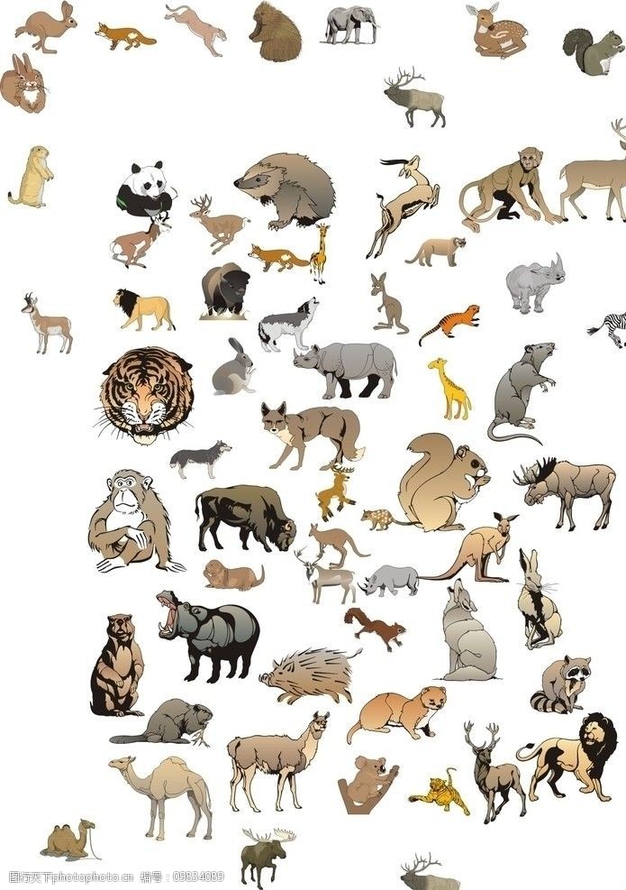 500种动物名称图片图片