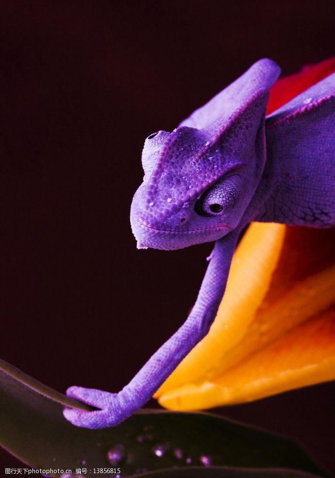 超高超大变色龙图片