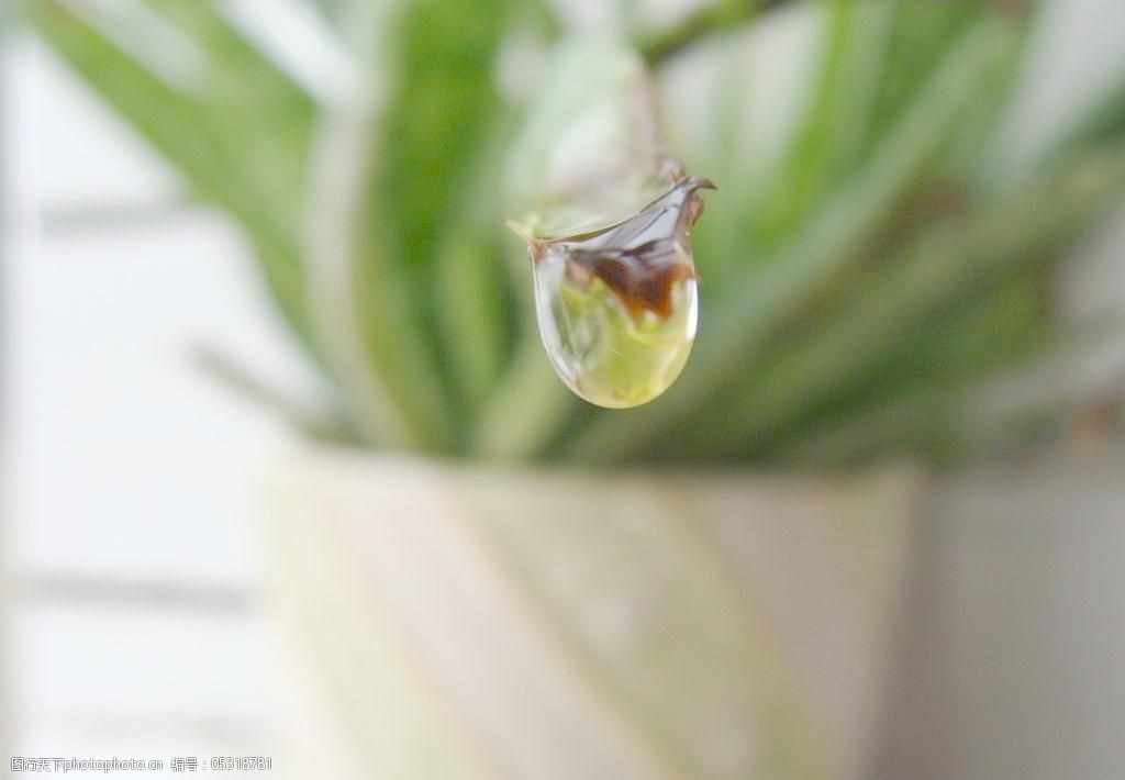 芦荟水滴水珠图片