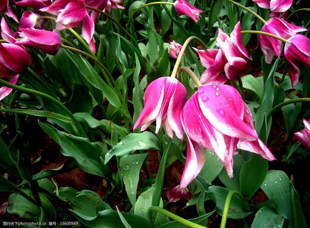 低垂的郁金香图片