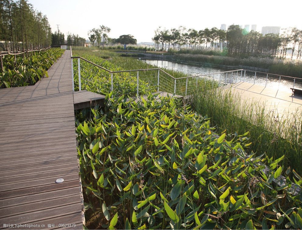 人工湿地景观图片