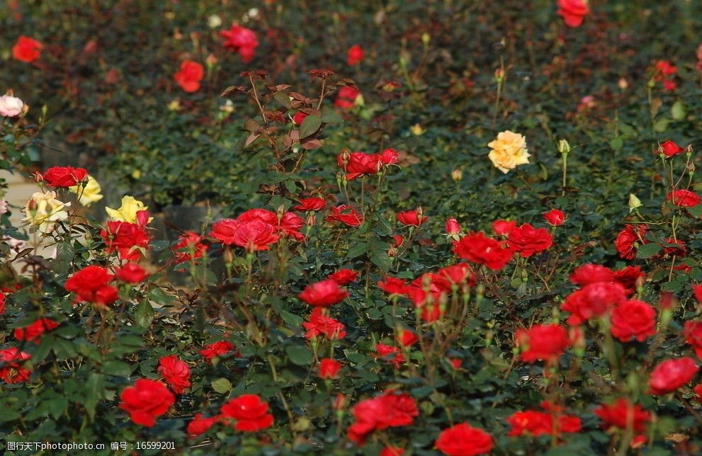 玫瑰花海图片