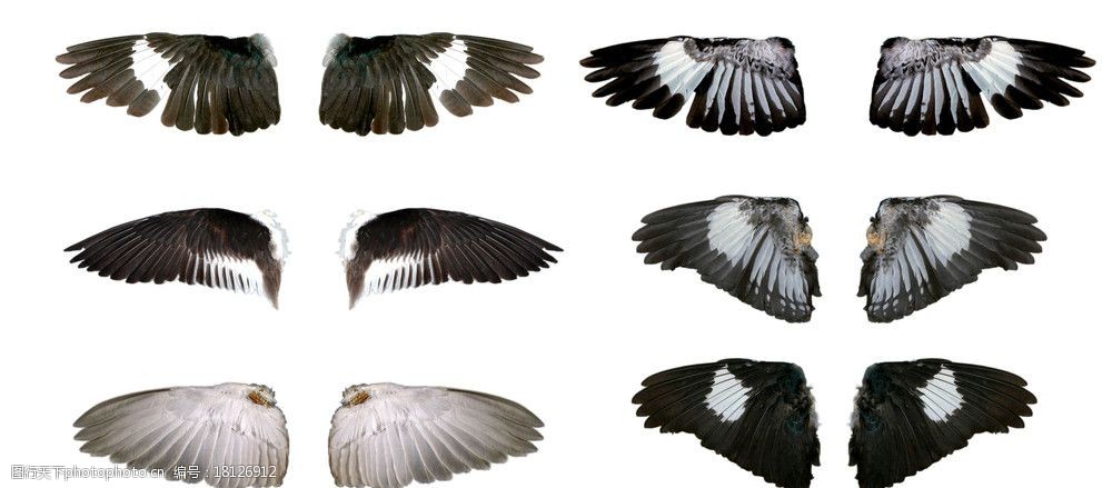 六款漂亮的翅膀分层素材图片