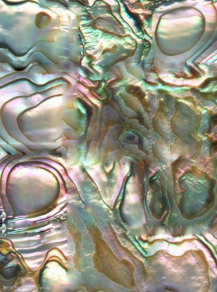 珍珠贝壳素材贝壳彩贝图片