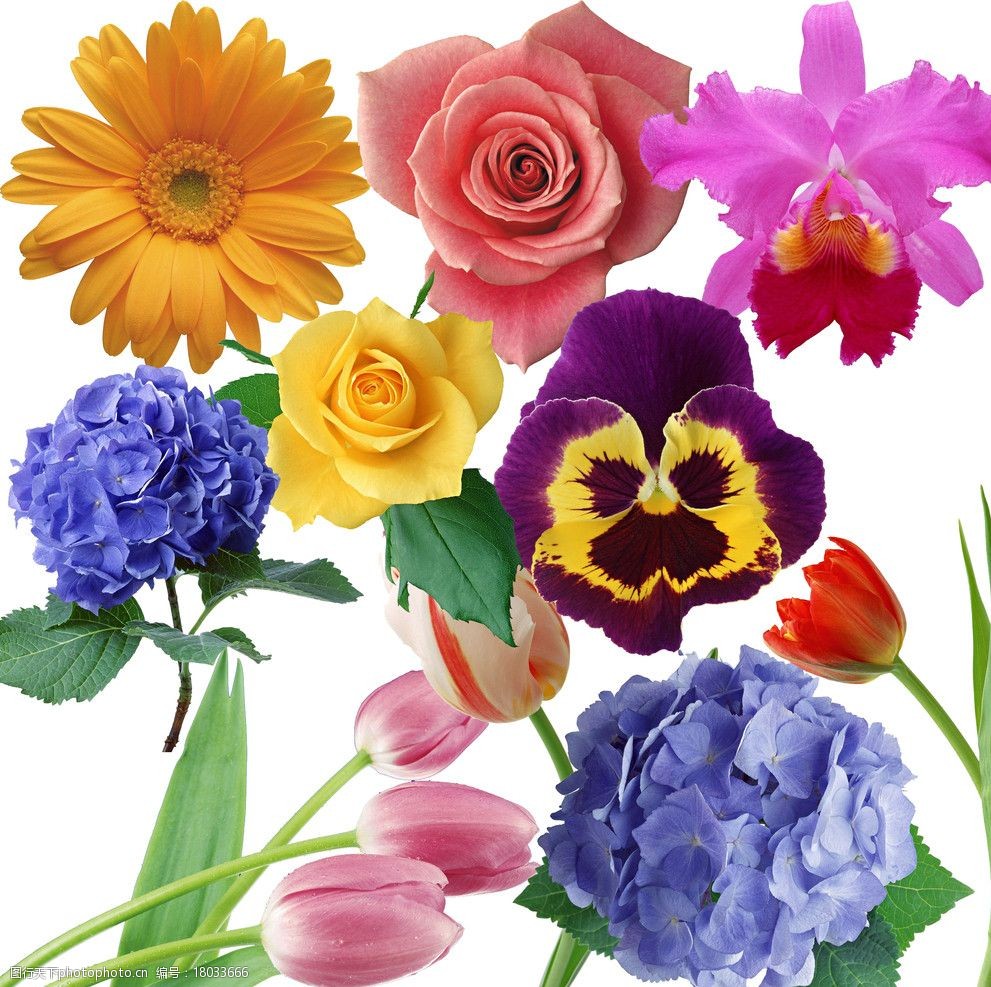 扣好的百花图2图片