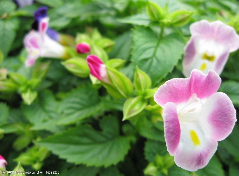 枝头盛开的粉色喇叭形花图片