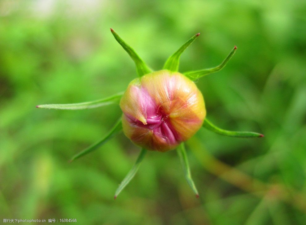 关键词:菊花花蕾 一朵花蕾 粉红色 绿叶 绿色 阳光 微距 花花草草