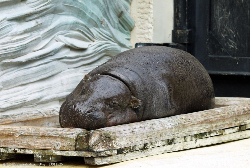 河马的休息图片