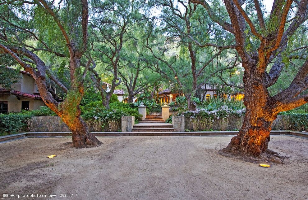 豪华农场庄园里的景观大树图片