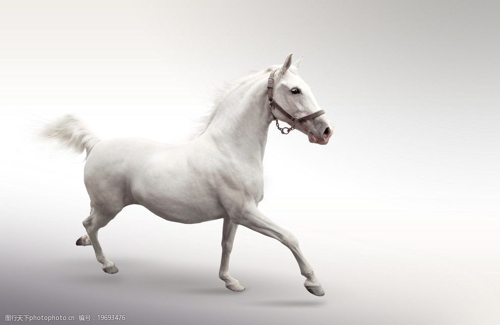 飞马高清图片