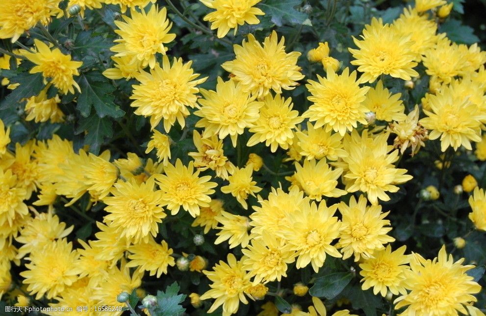 关键词:小黄菊花 秋天 小花 菊花 黄色 花草 生物