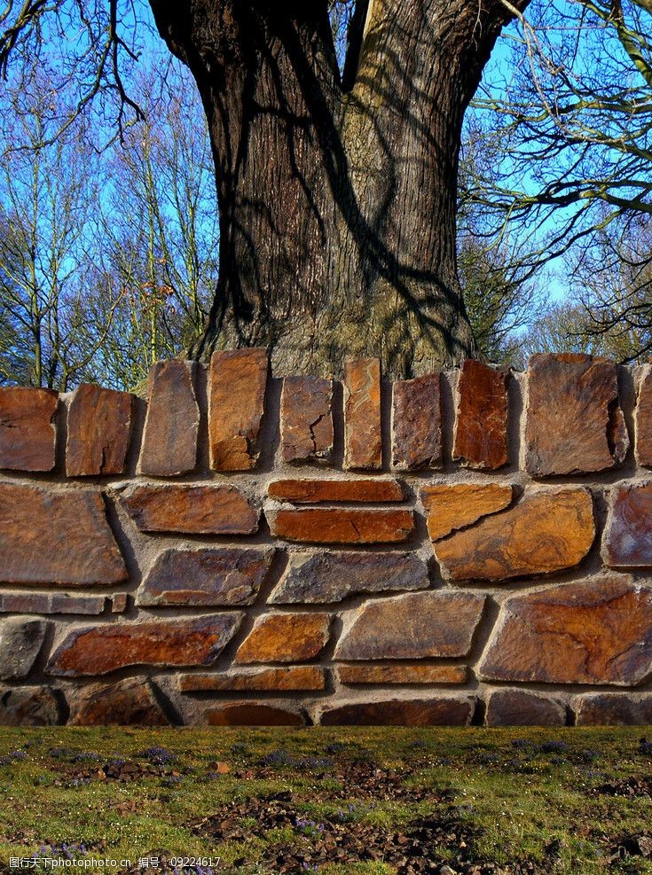 石墙边的大树图片