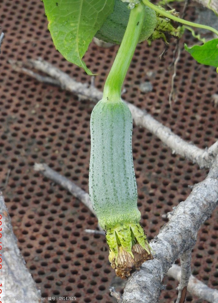 翠绿初结果的菜瓜图片